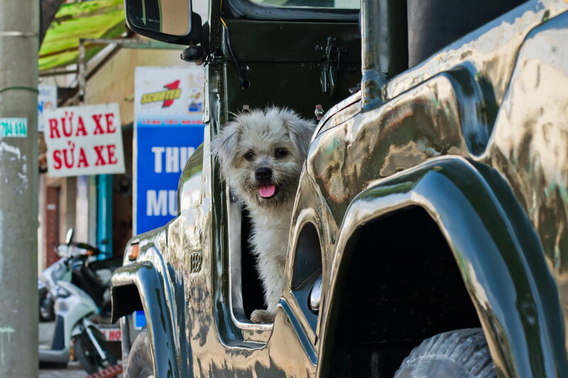Dog in a Jeep