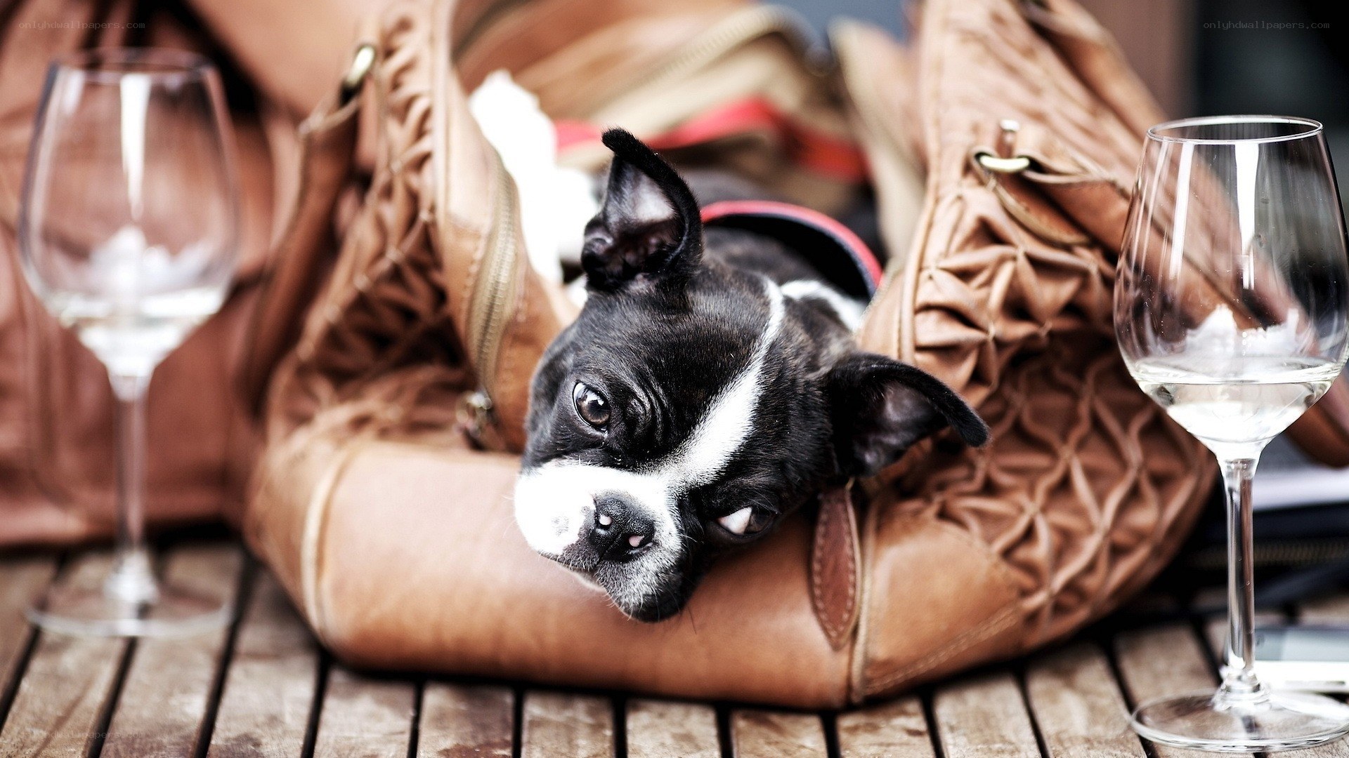 dog in a leather bag