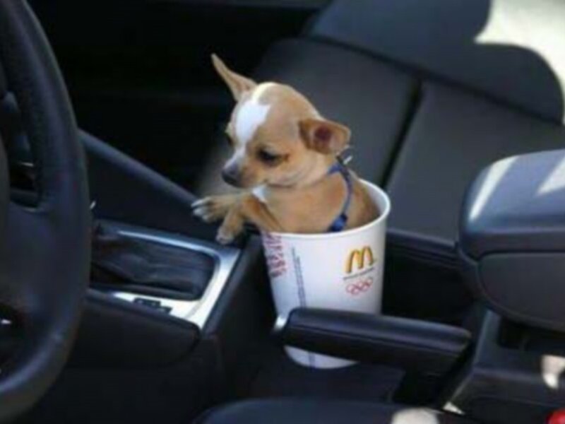 dog in a mcdonalds cup