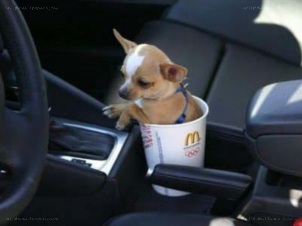 dog in a mcdonalds cup