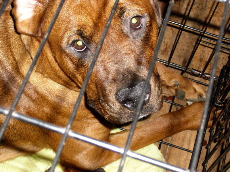 dog in a metal crate