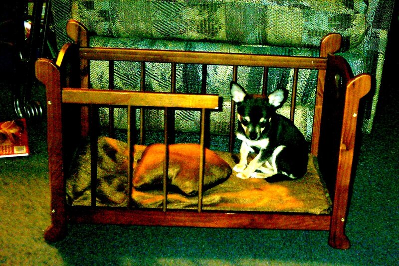 dog in a miniature bed
