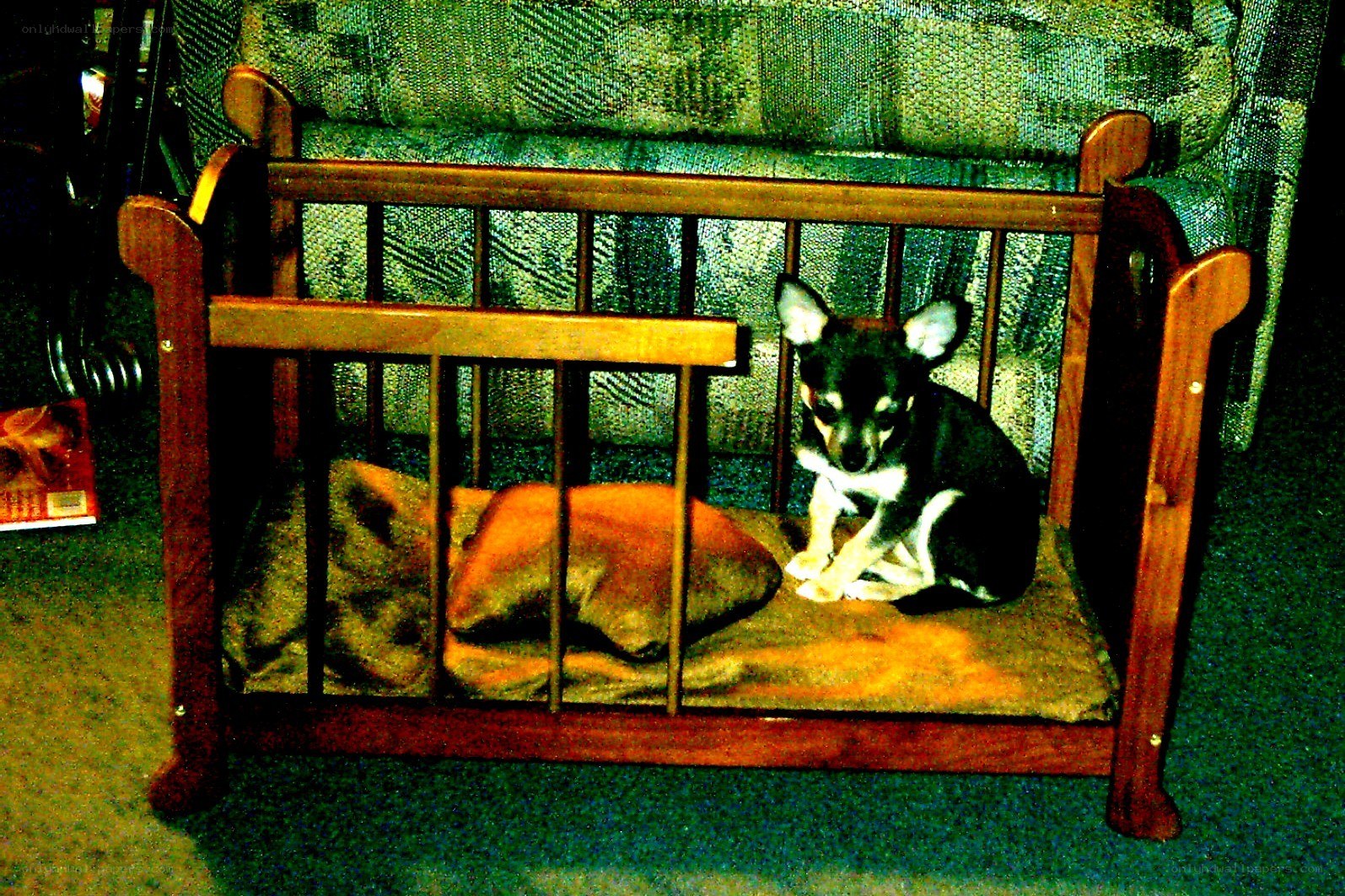 dog in a miniature bed