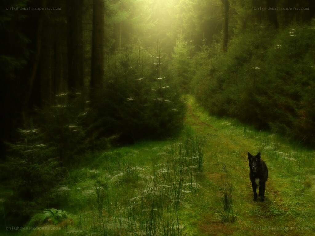 dog in a misty forest