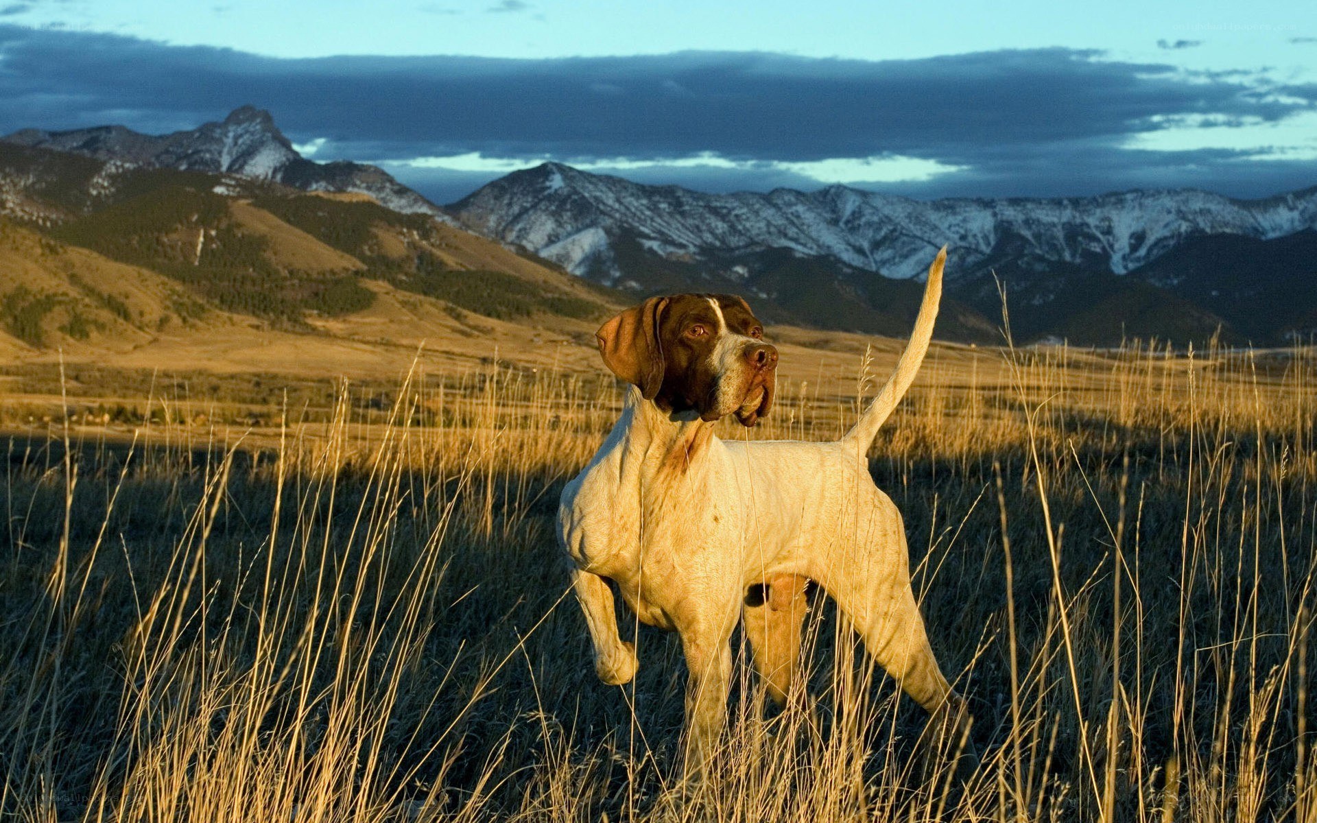 dog in a mountain field