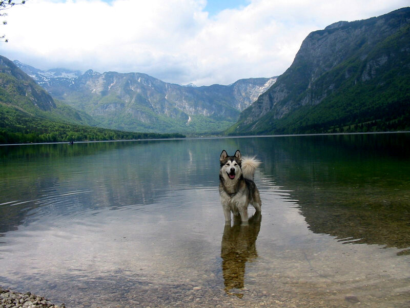 Dog in a mountain lake
