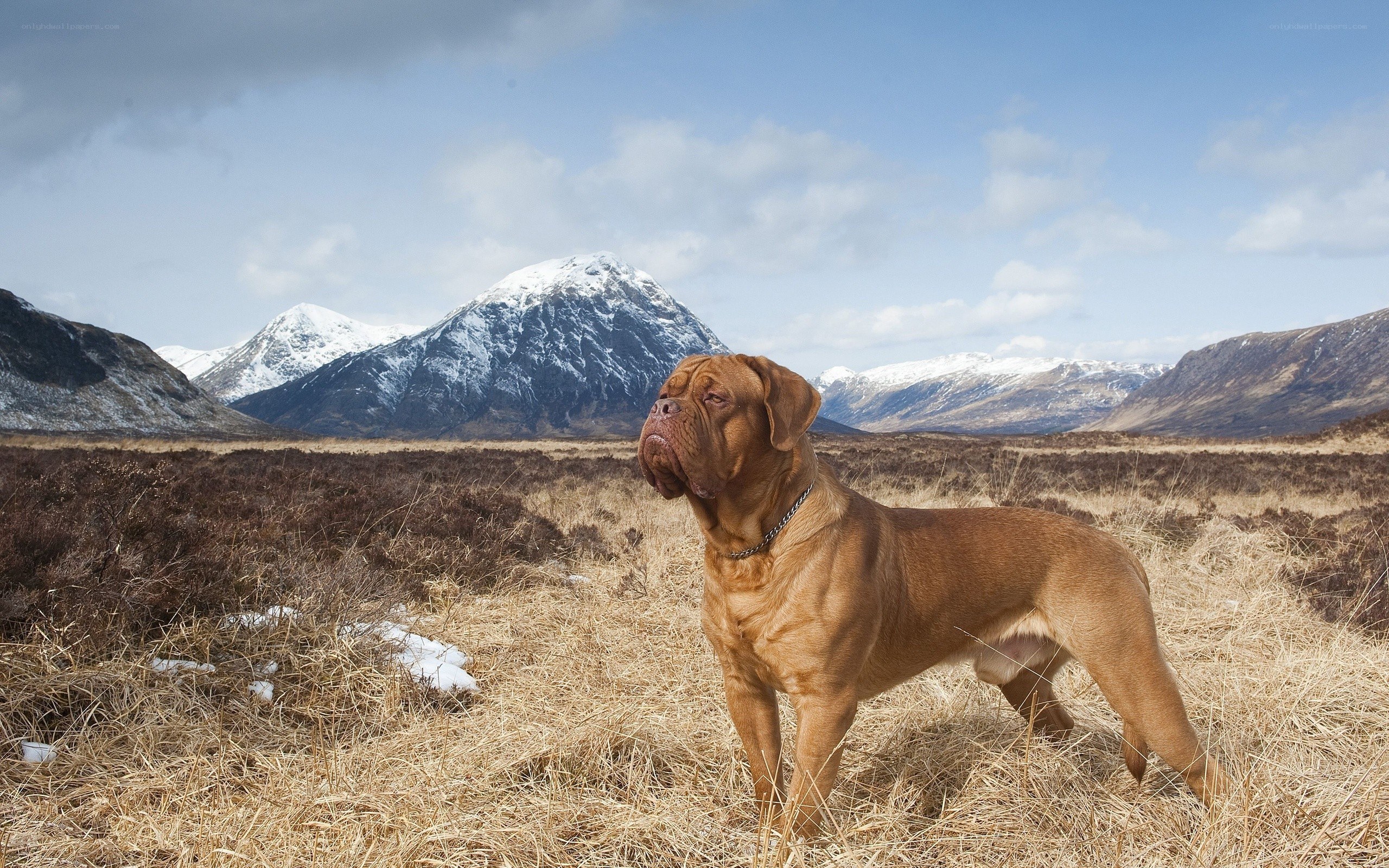 Dog in a mountain landscape