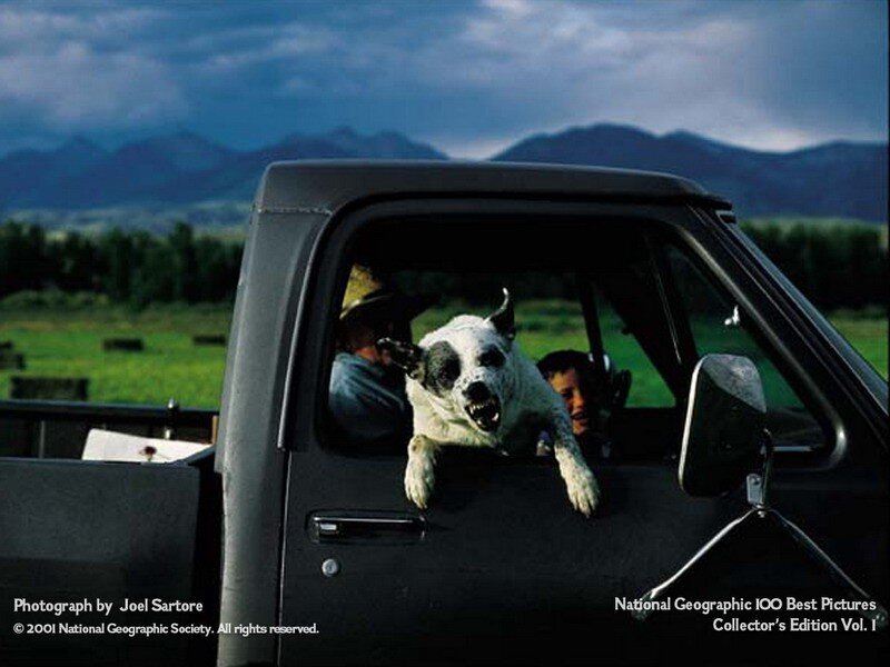 Dog in a pickup truck