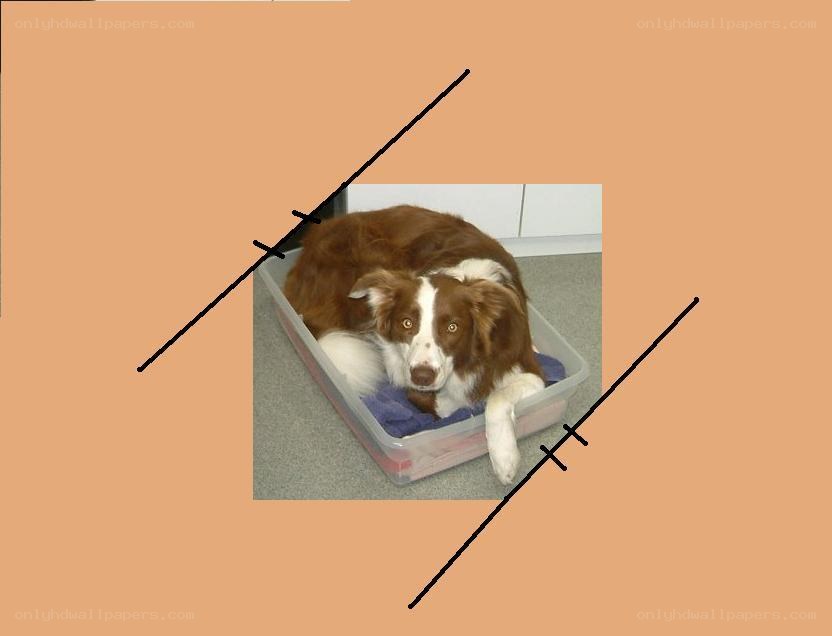 dog in a plastic bin