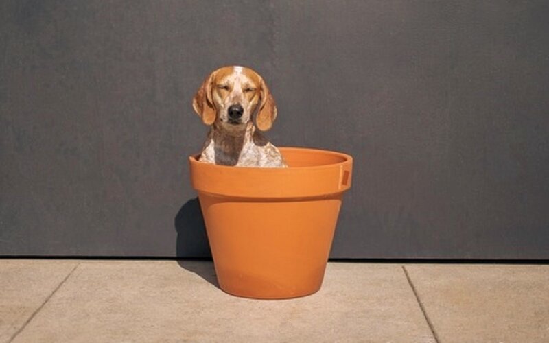 Dog in a Pot