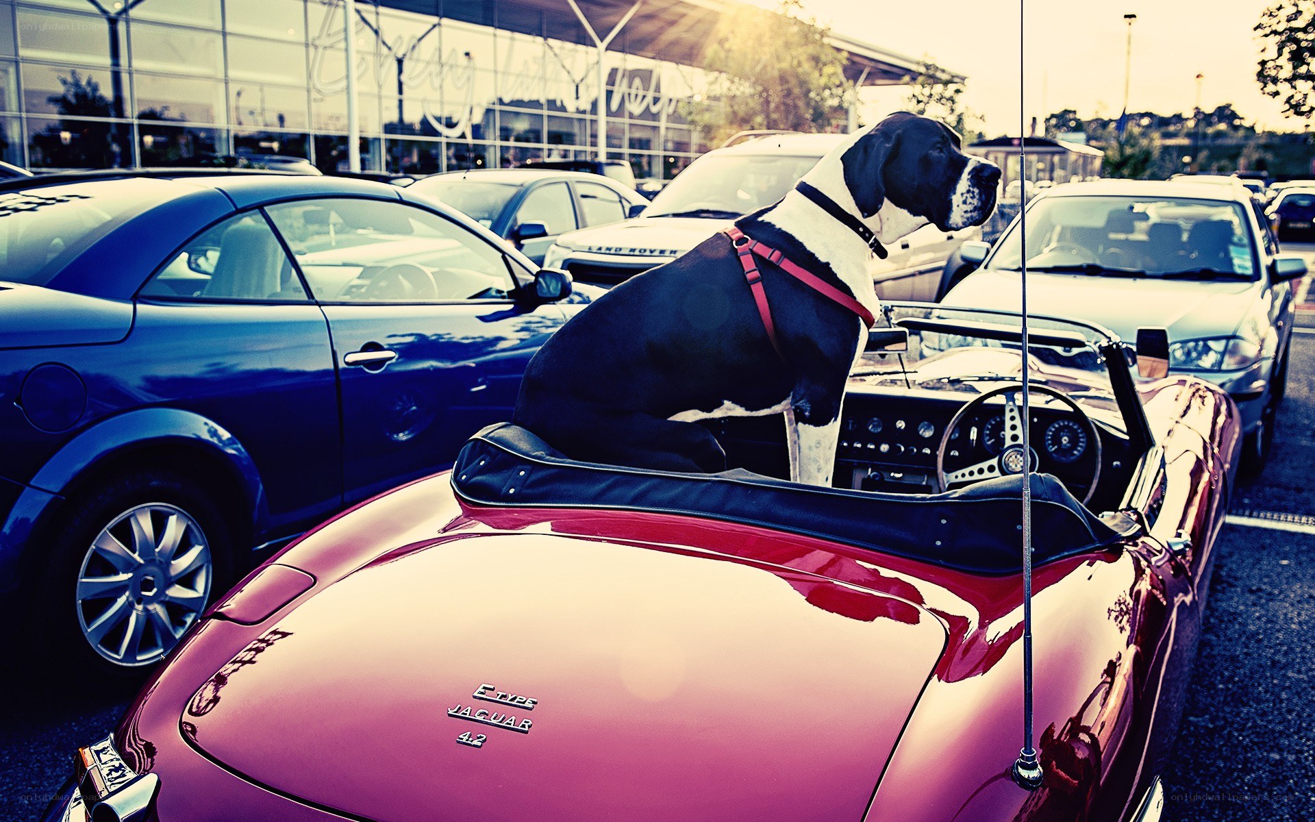 Dog in a red convertible