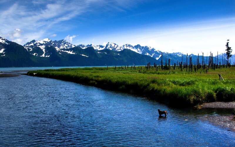 Dog in a River