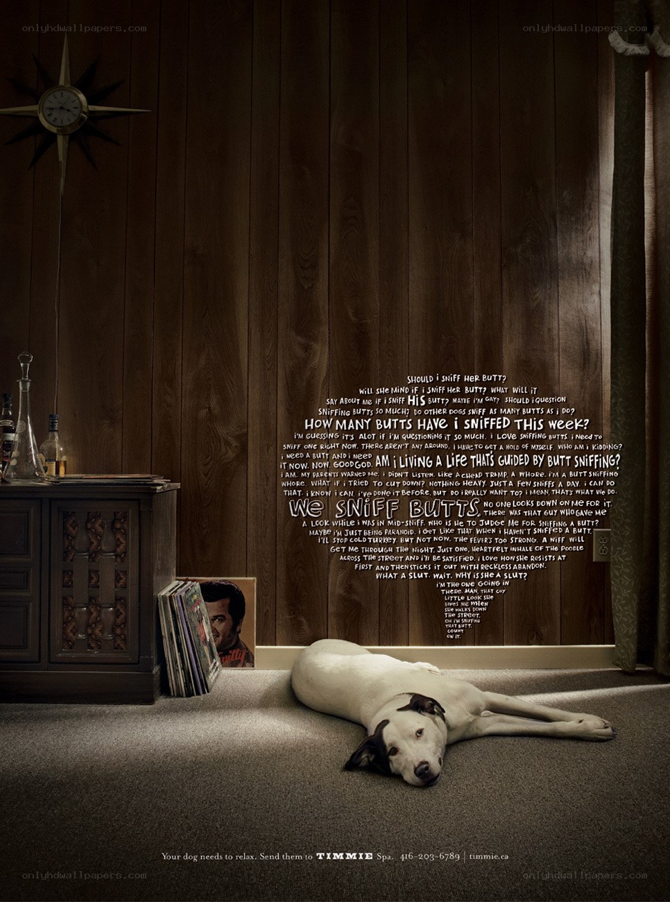dog in a room with text