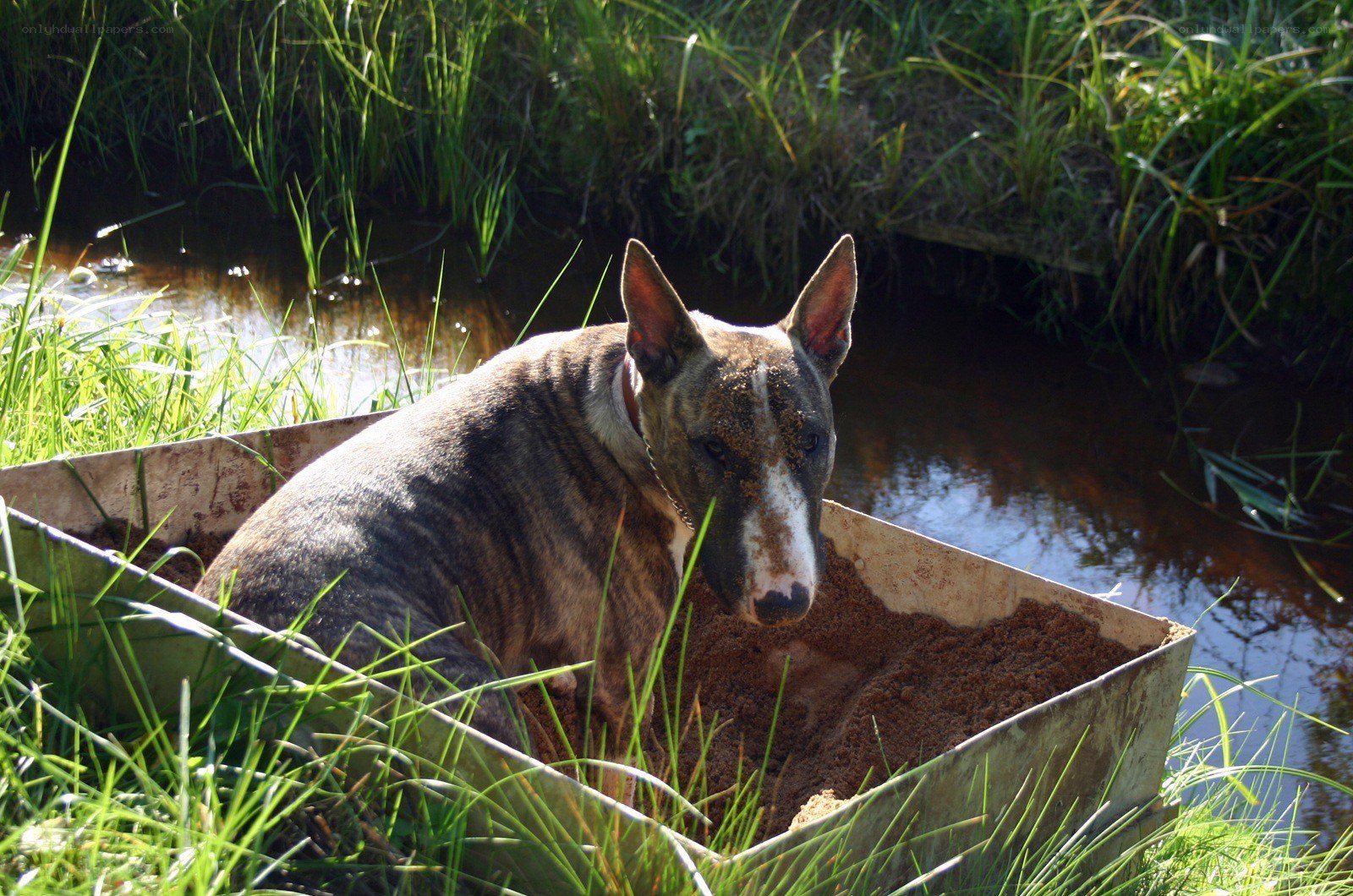dog in a sand-filled container