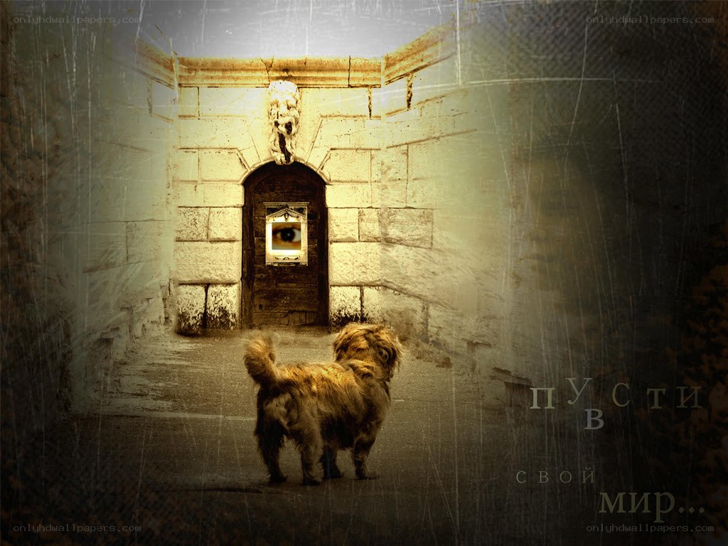 dog in a stone corridor