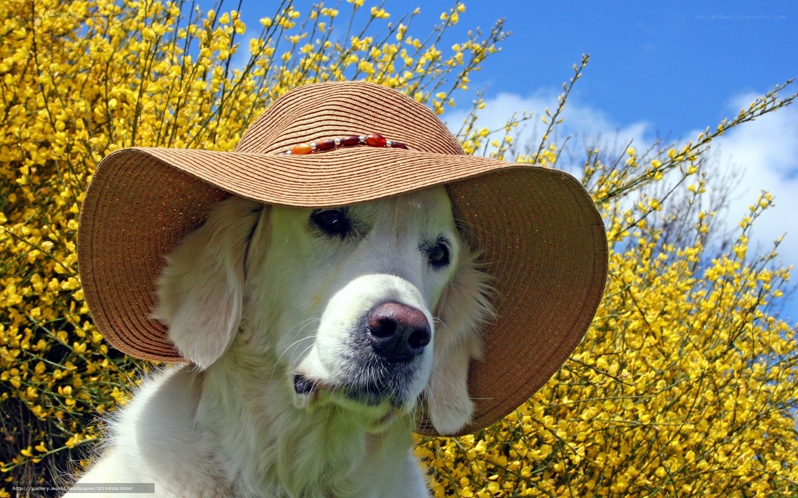 dog in a sun hat