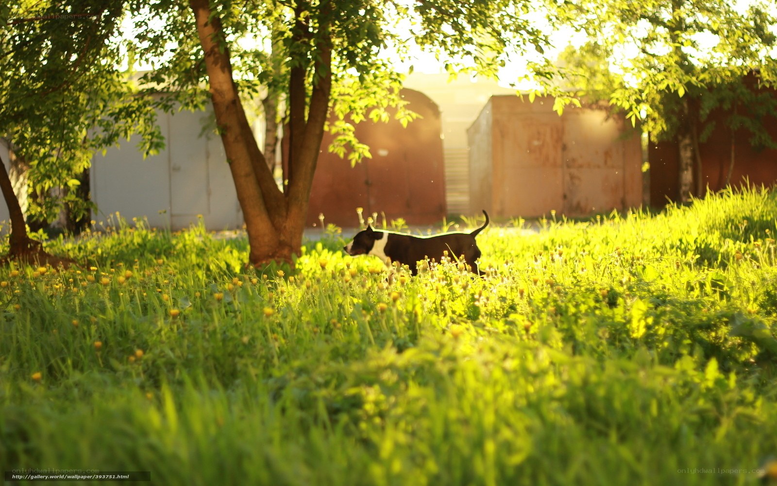 Dog in a sunlit meadow