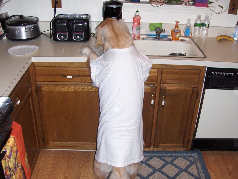 dog in a t-shirt at kitchen counter