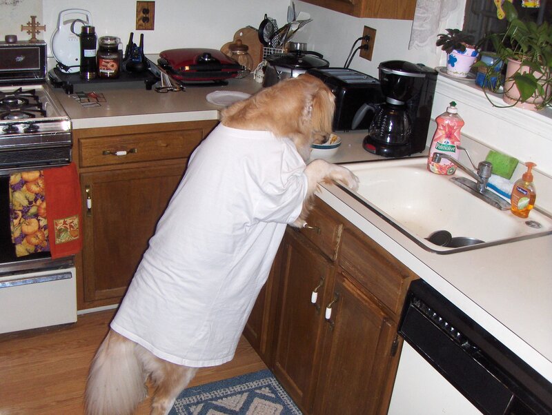 dog in a t-shirt at the sink