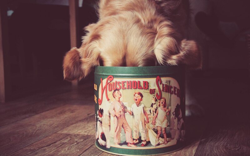 Dog in a Tin Can