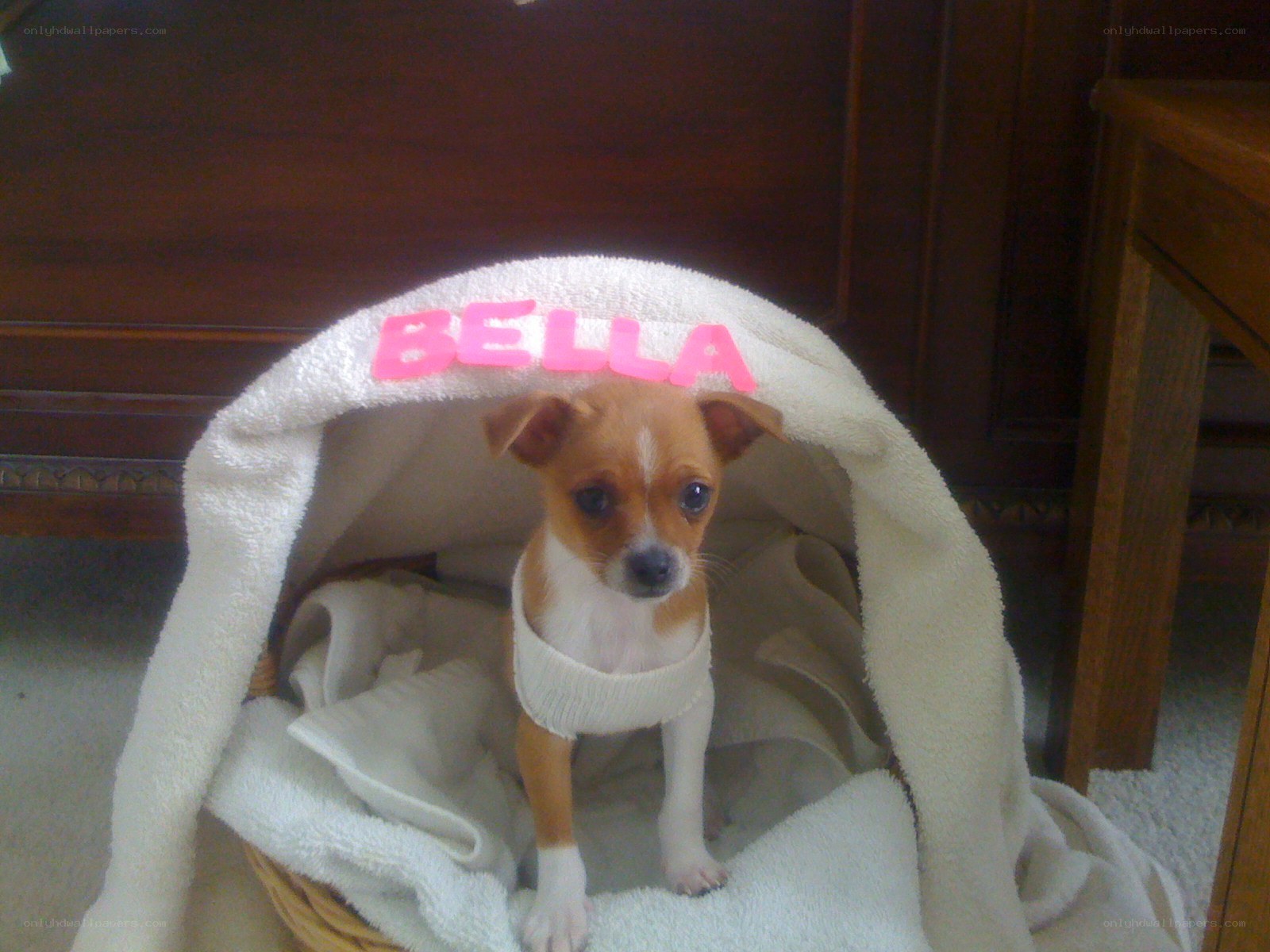 dog in a towel bed