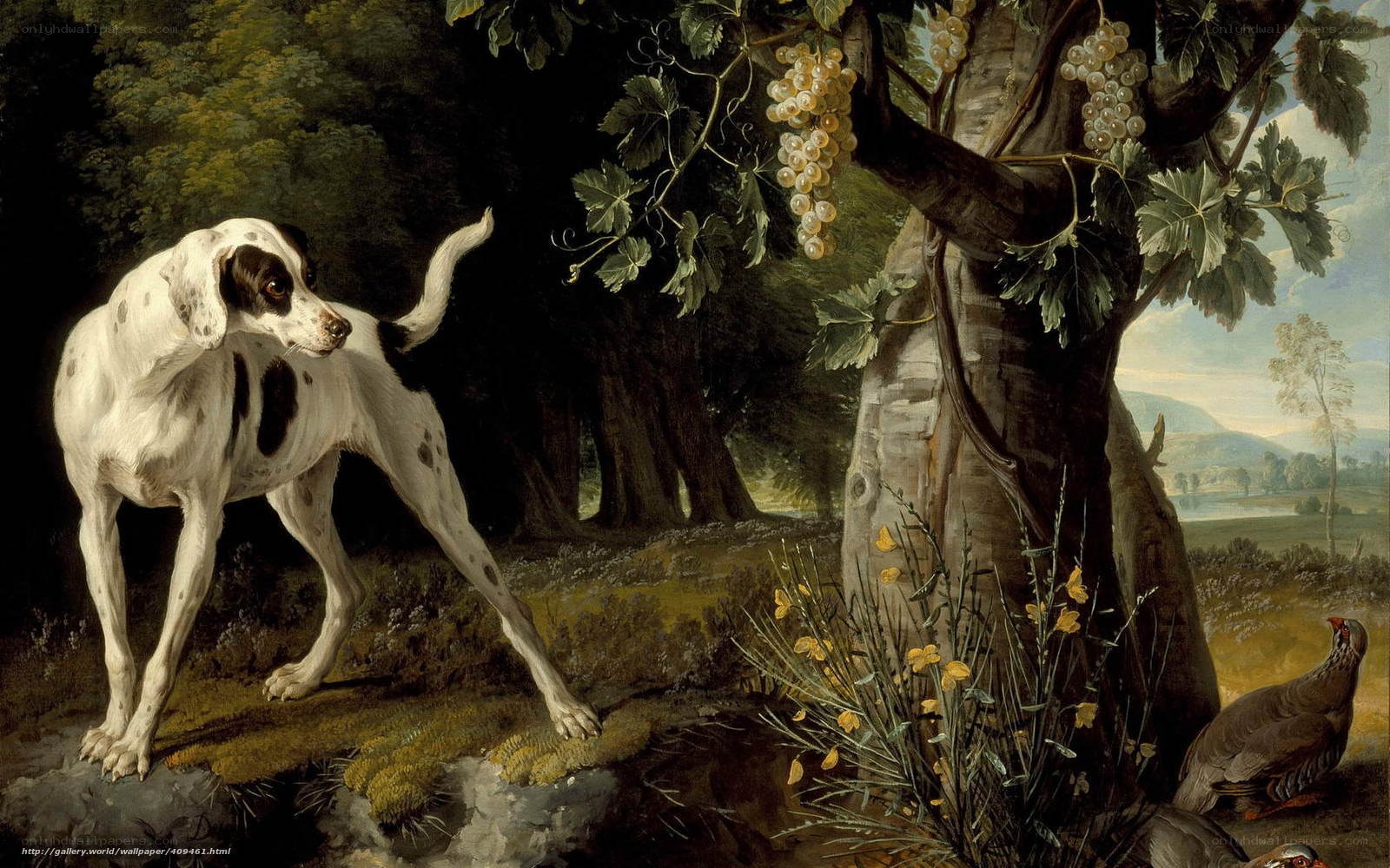 Dog in a vineyard landscape