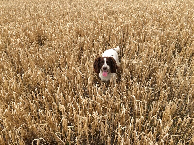 dog in a wheat field