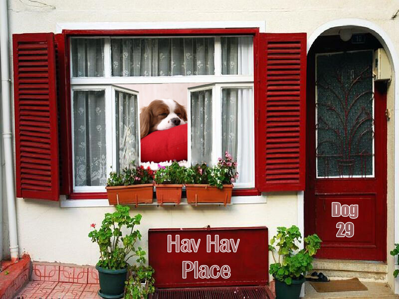 Dog in a window