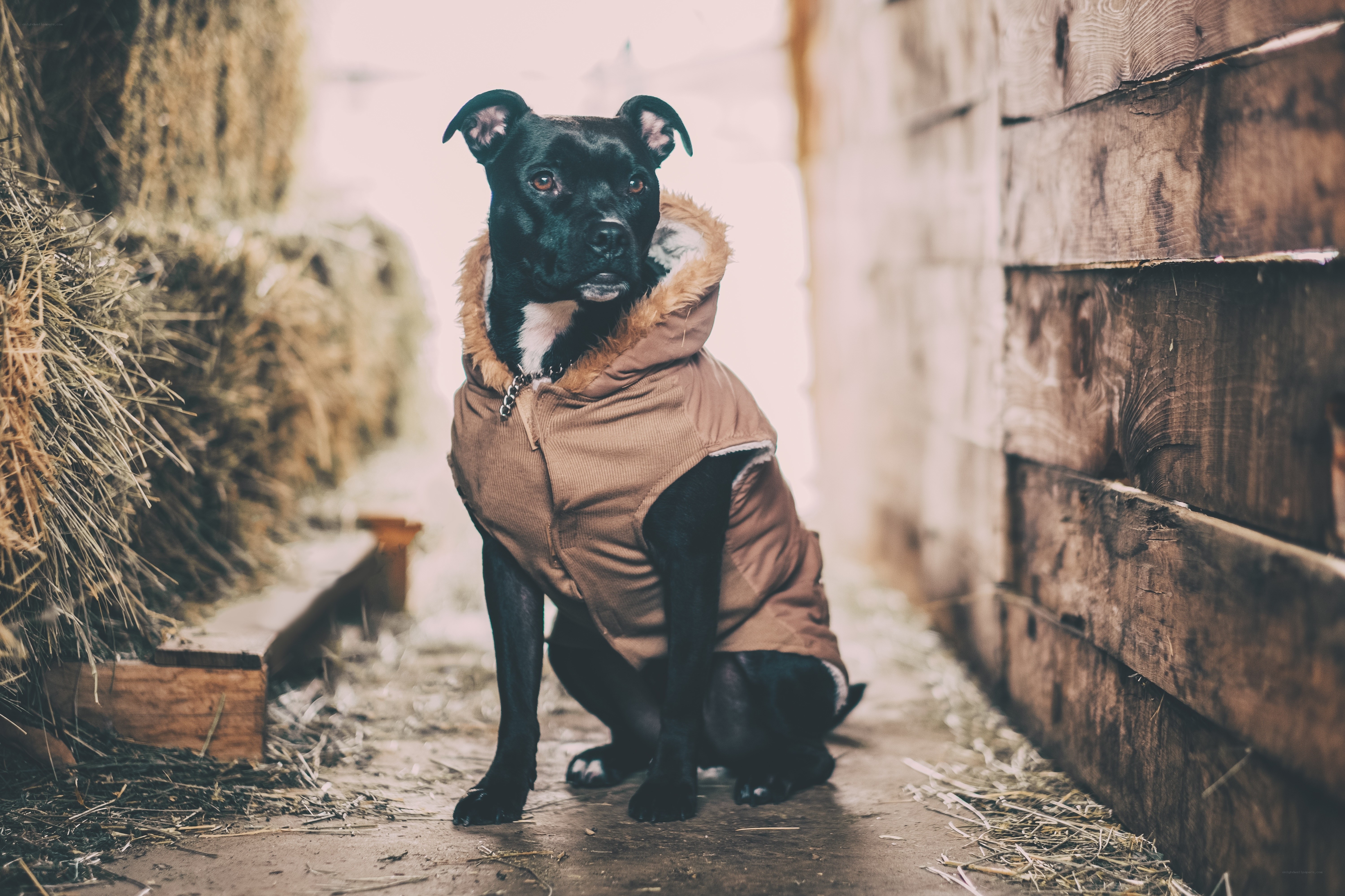 dog in a winter coat