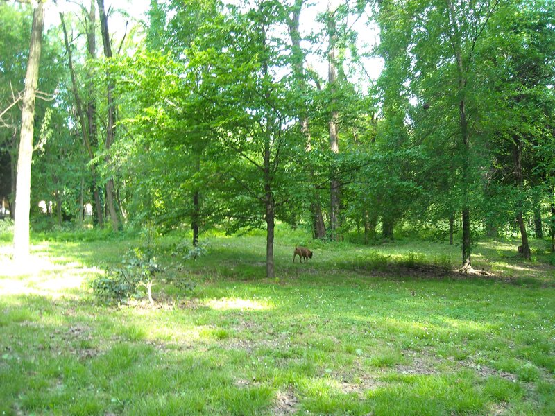 dog in a wooded park