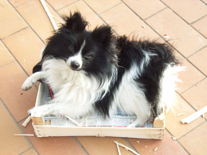 dog in a wooden box