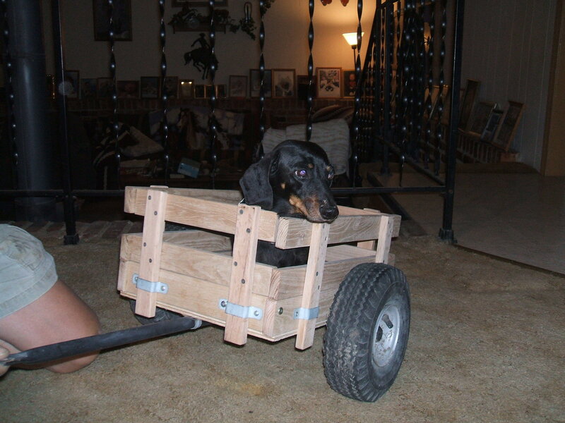 dog in a wooden cart