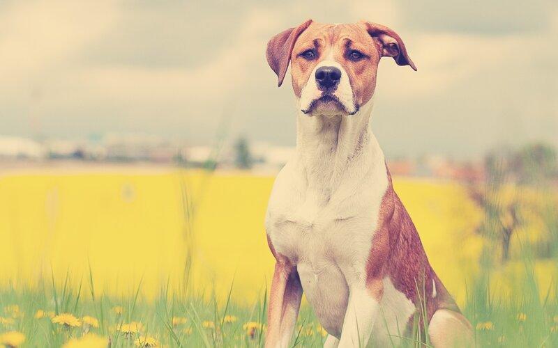 dog in a yellow field