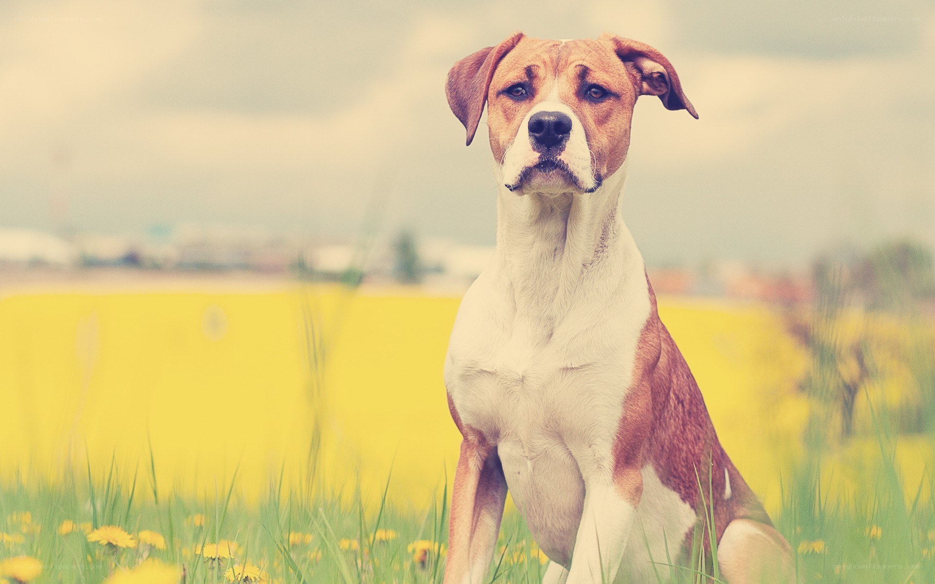 dog in a yellow field