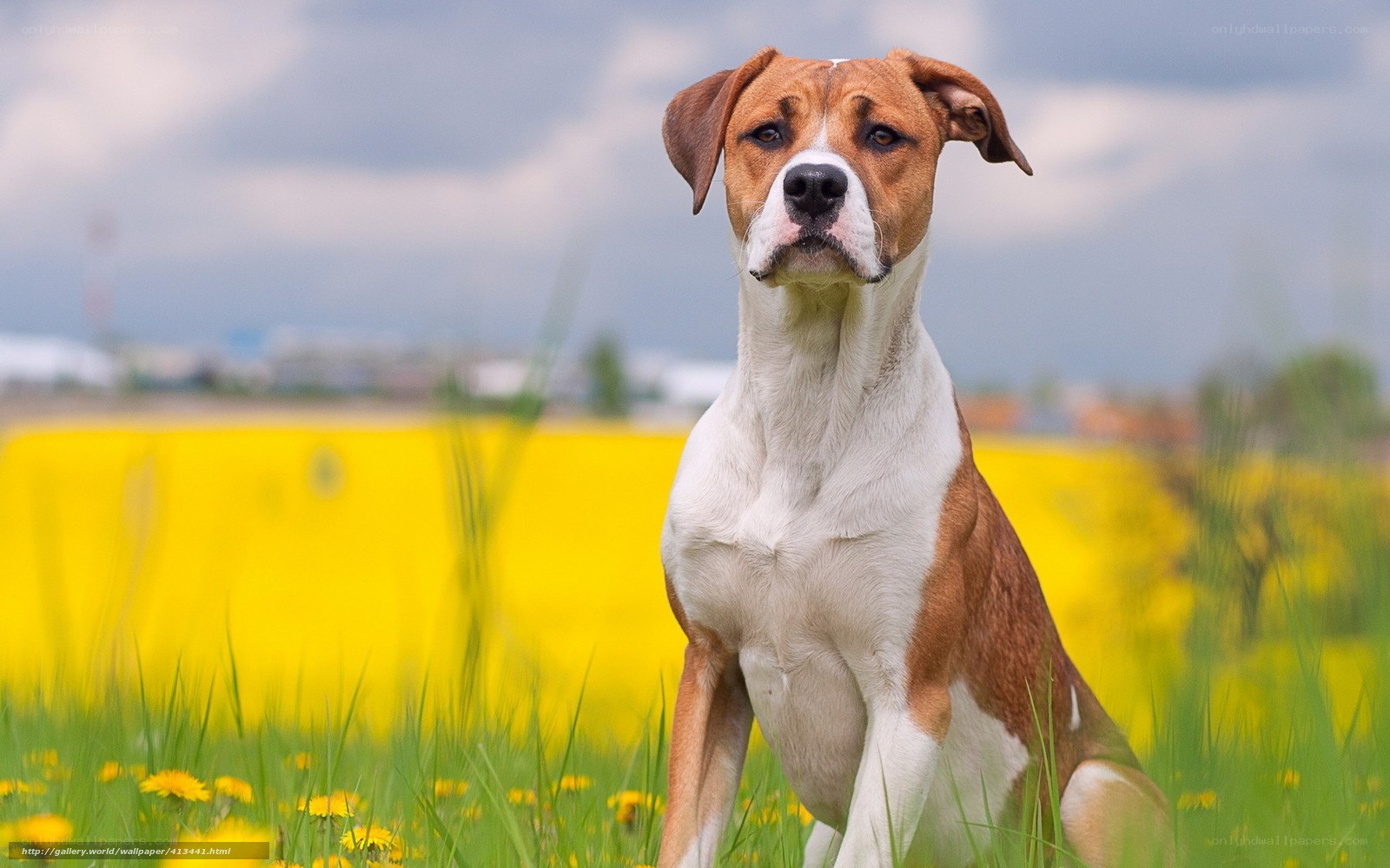 dog in a yellow field