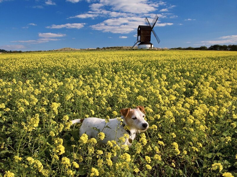 Dog in a yellow flower field