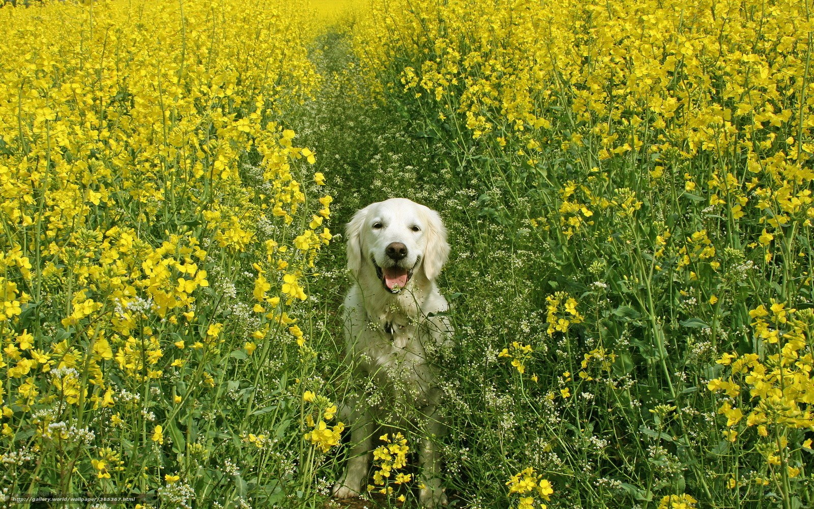 Dog in a yellow flower field