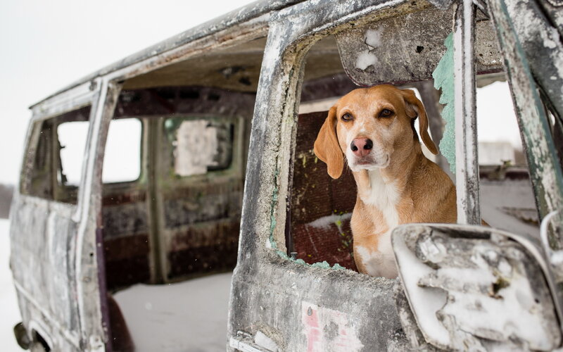 Dog in Abandoned Van