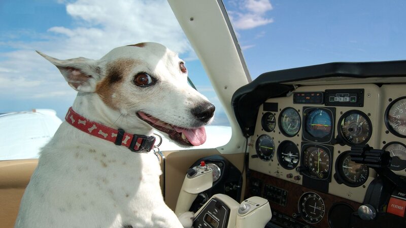 Dog in Airplane Cockpit