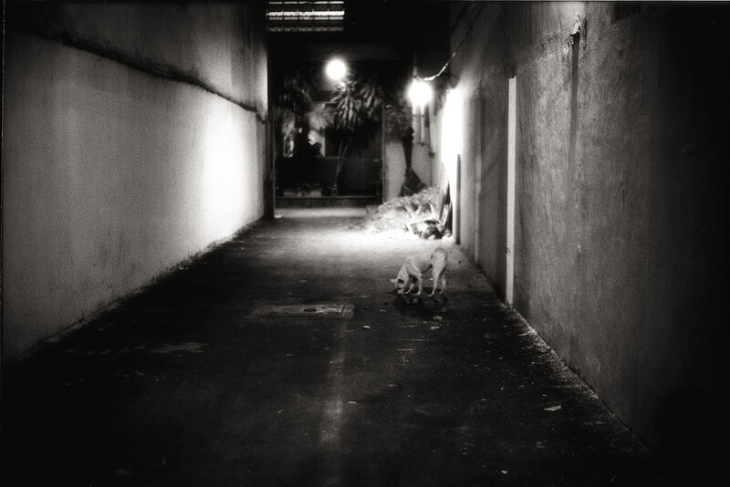 Dog in Alley at Night