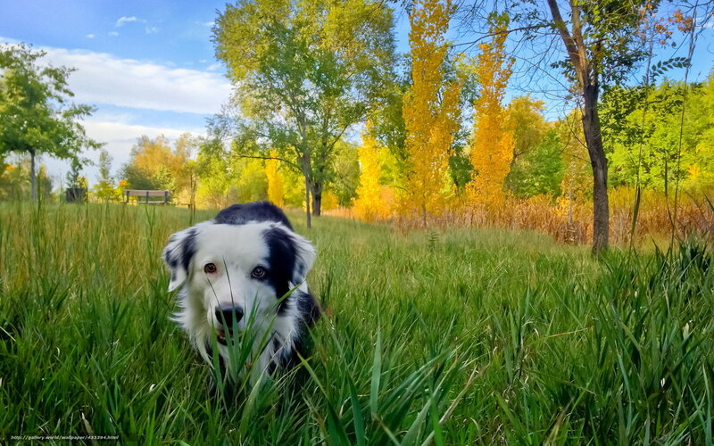 Dog in autumn field