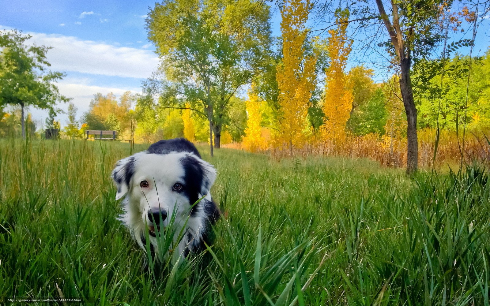 Dog in autumn field