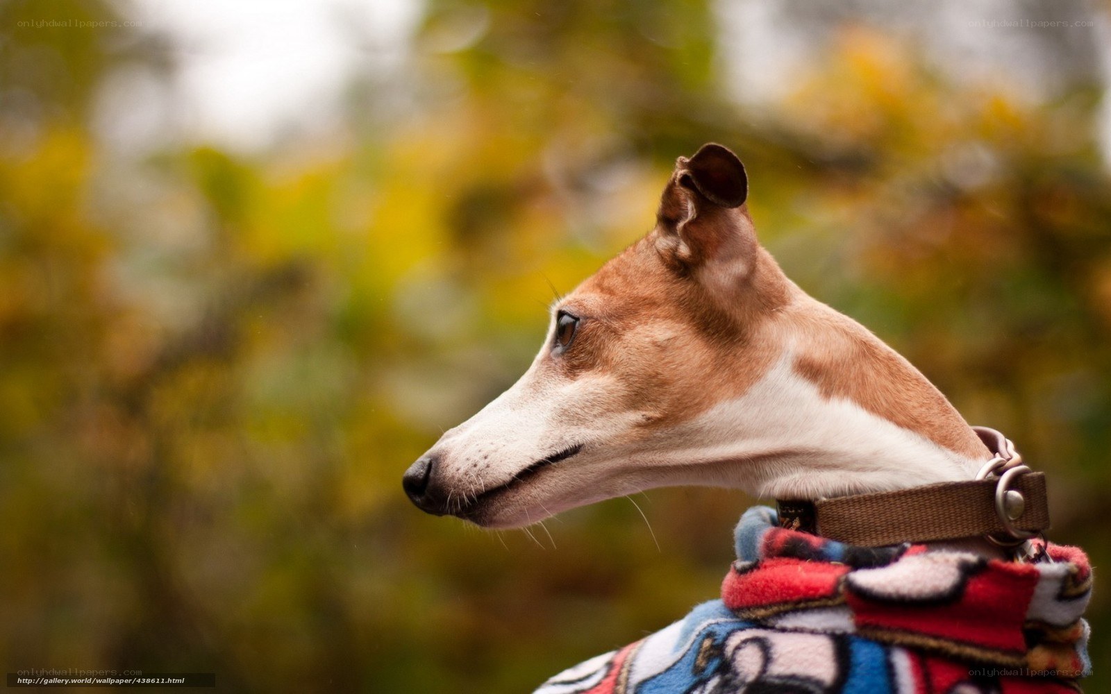 dog in autumn foliage