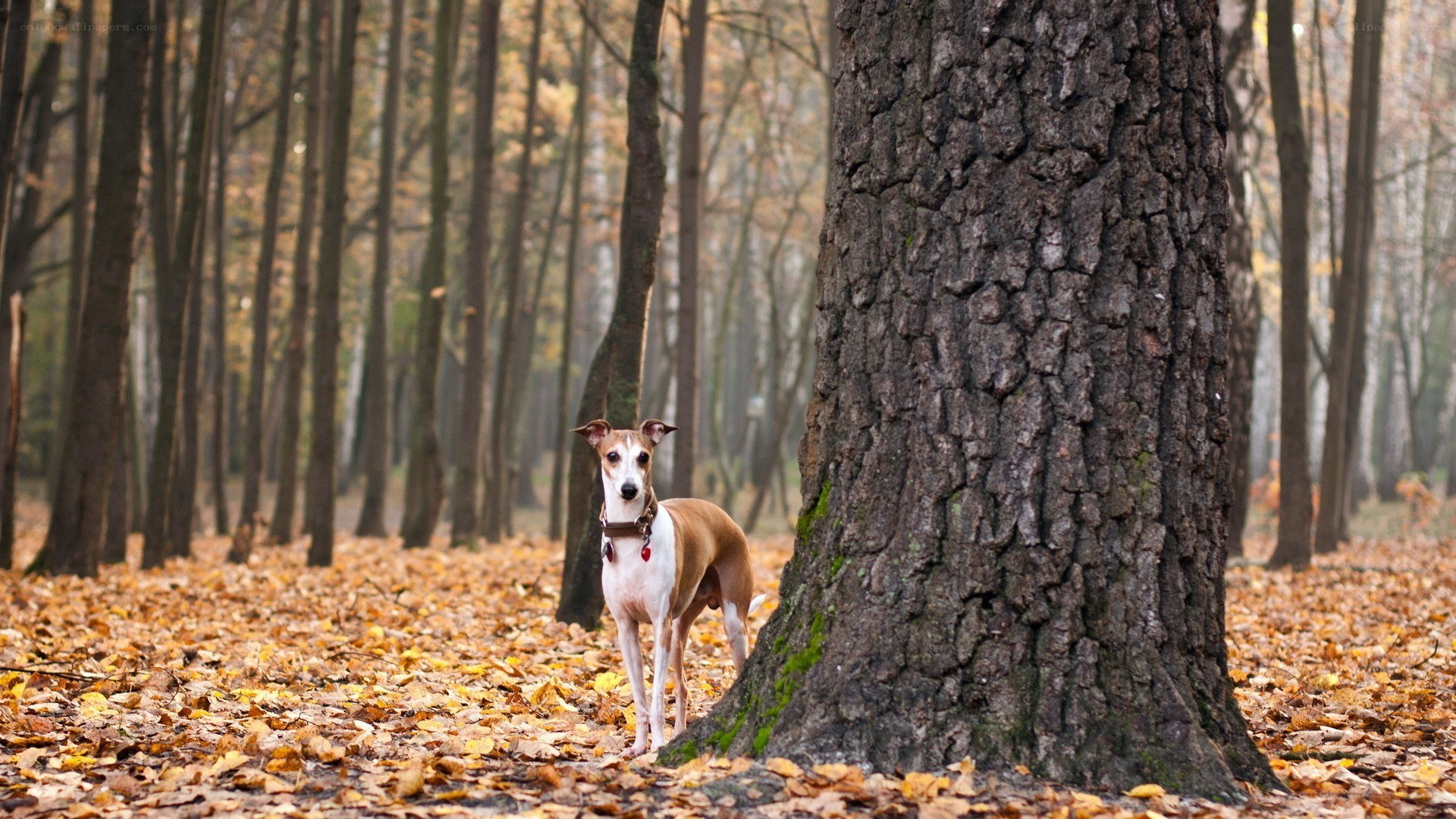 dog in autumn forest