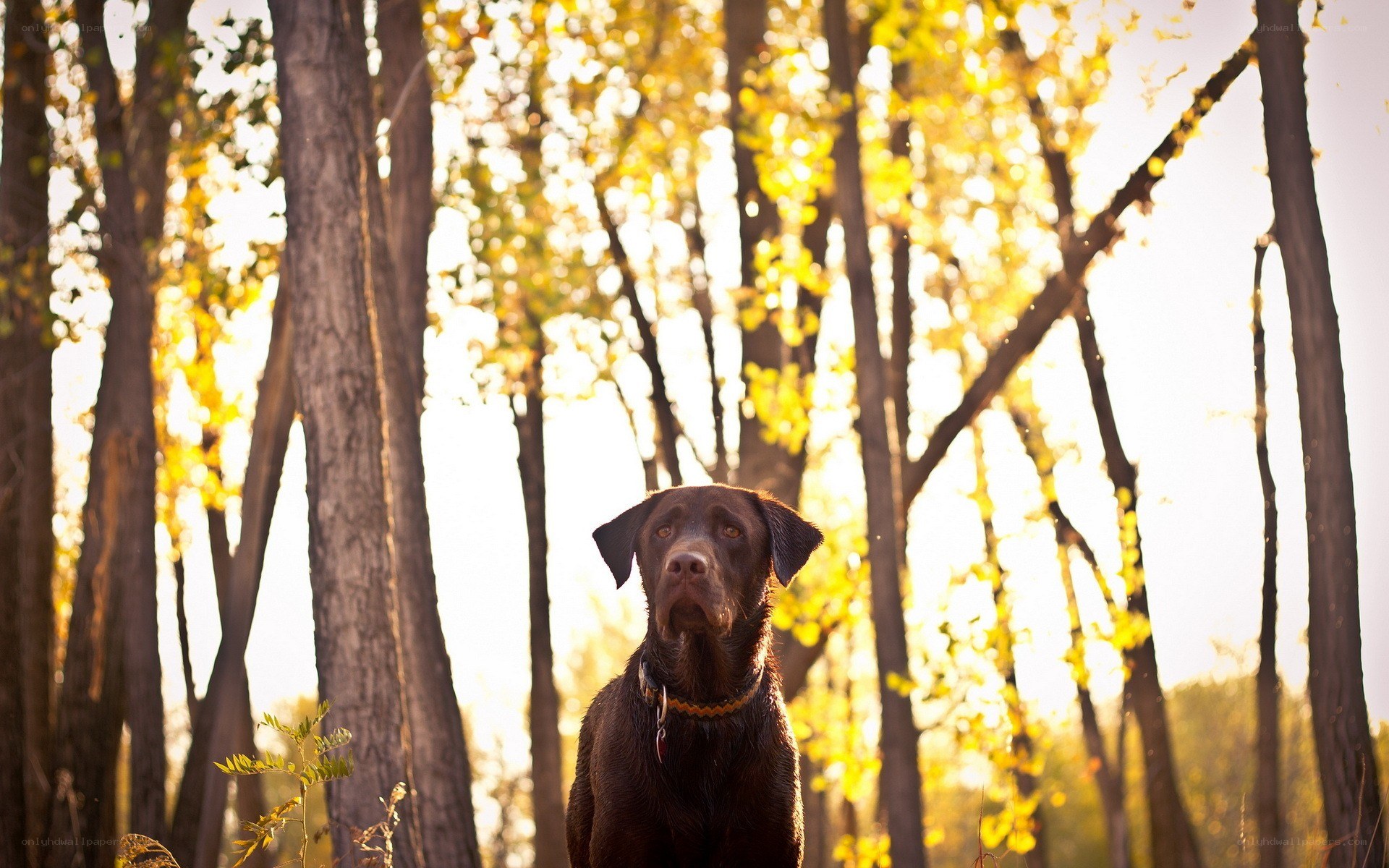 dog in autumn forest