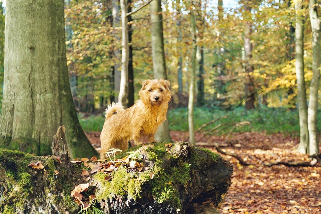 Dog in autumn forest