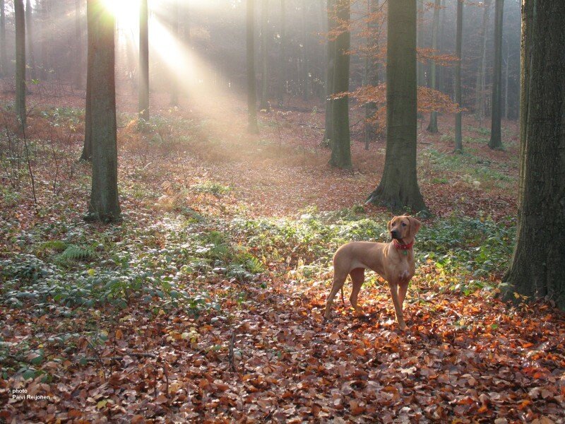 Dog in autumn forest
