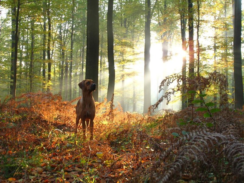Dog in autumn forest
