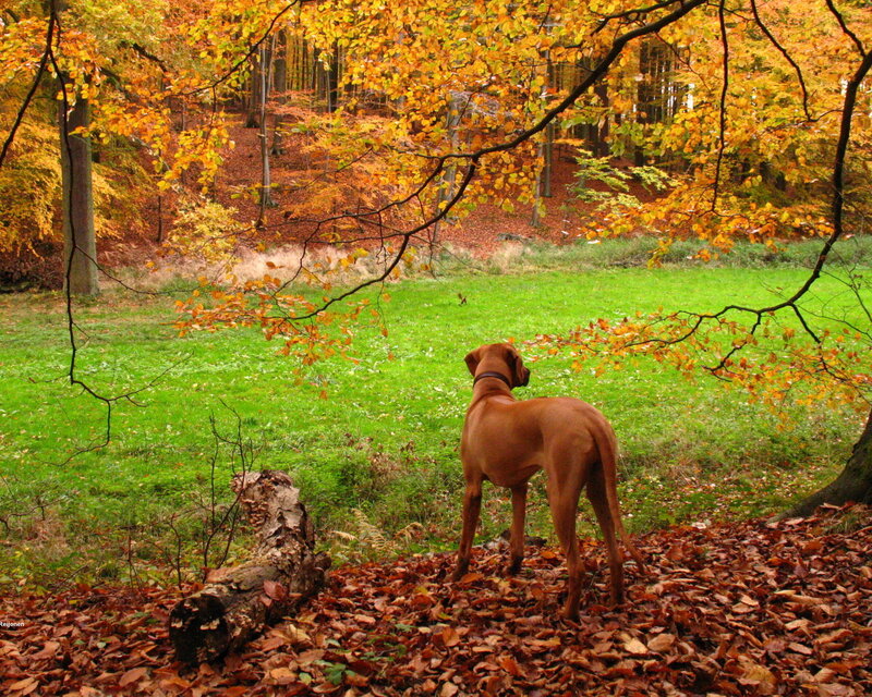 Dog in autumn forest