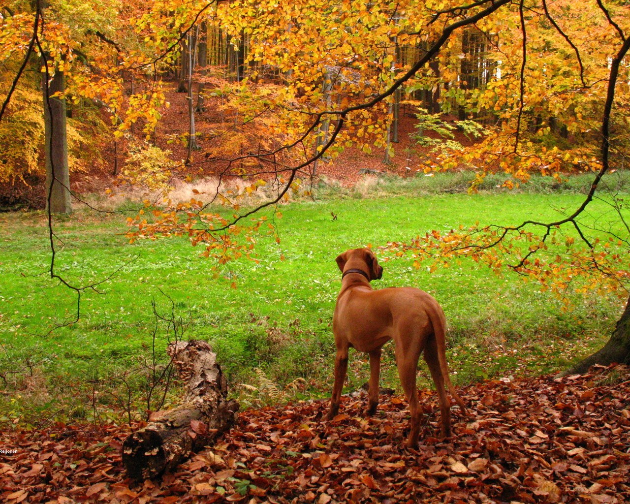 Dog in autumn forest
